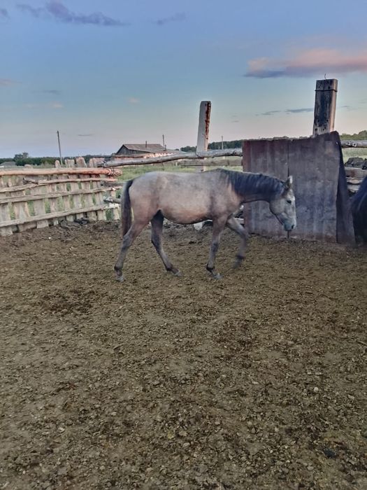 Продам 2 полтарашки