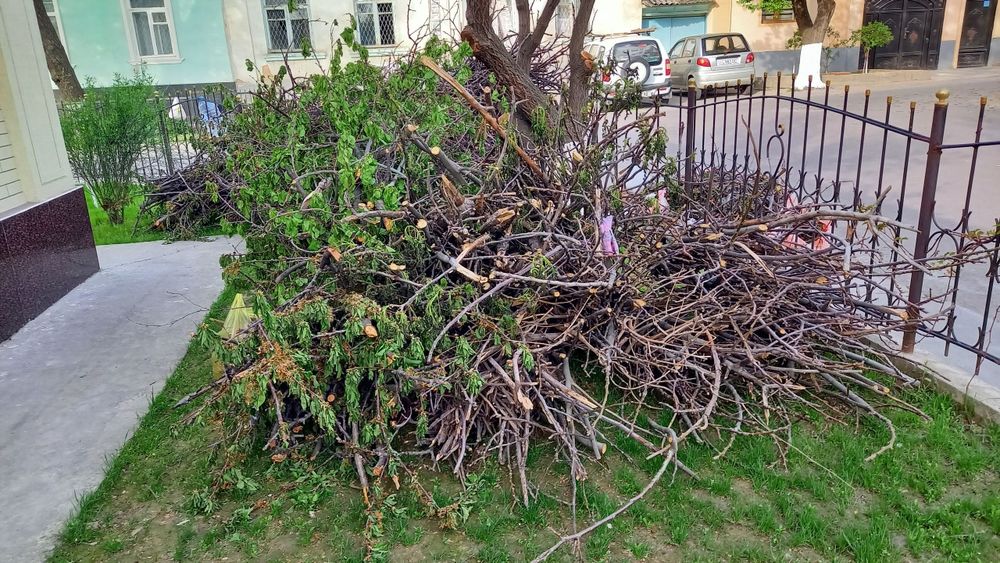 Дрова бесплатно, Утин бор текин