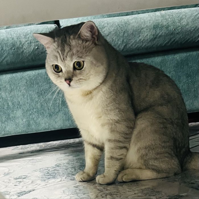 Vyazka chistakrovniy britanes privaznoy