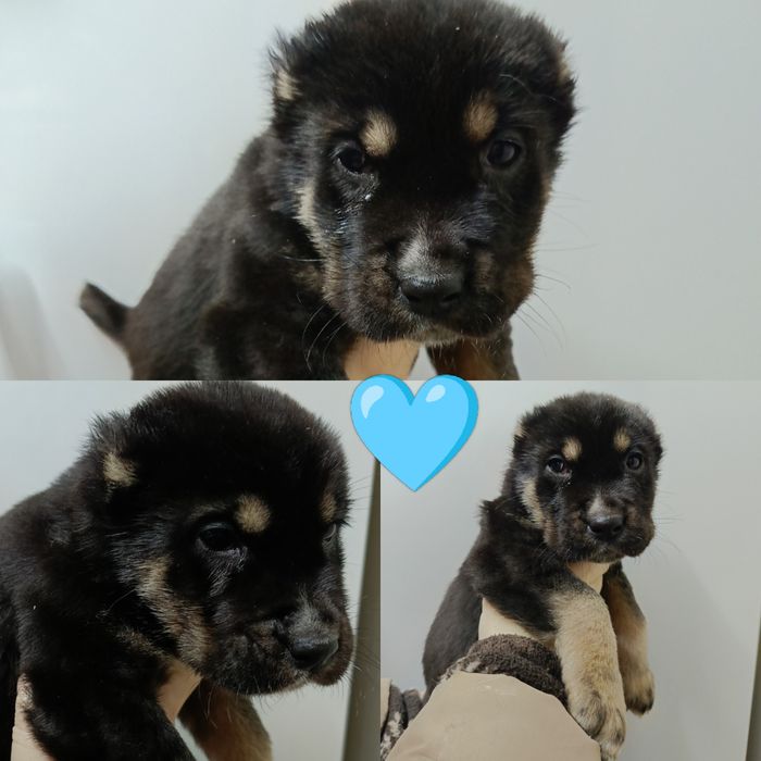 Продаются щенки САО(азиаты)