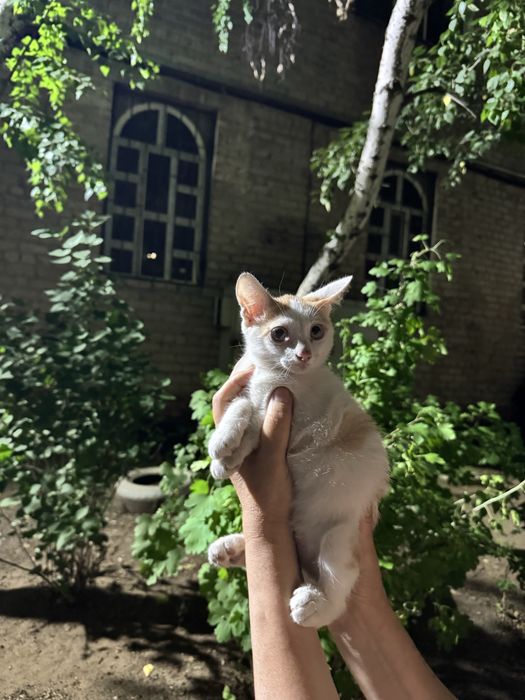 Котенок ищет дом!