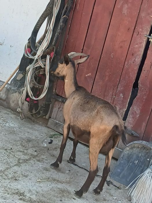 Vând capra la prima fătare