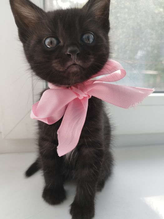 Котята  в добрые руки