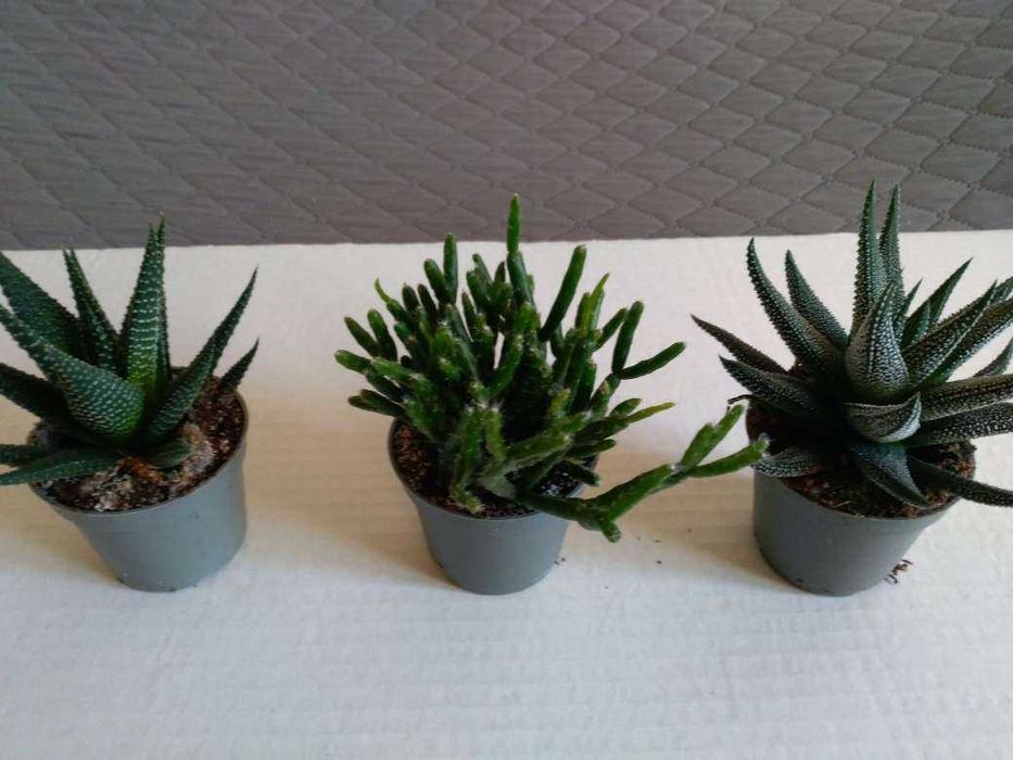 Цвете - стайно -