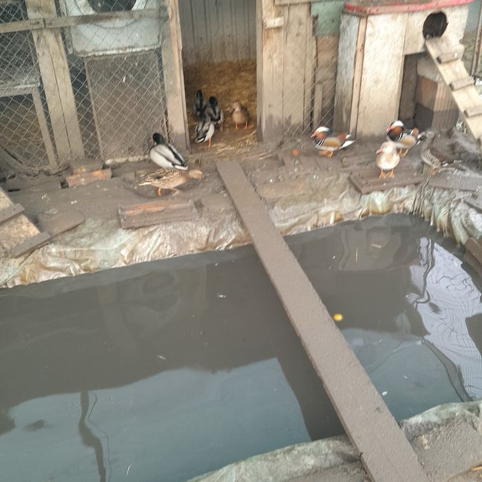 Disponibile rate mandarine si rate salbatice