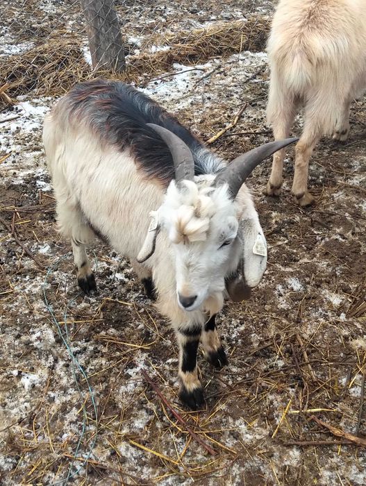 1berbec și 5tapi  de vanzare