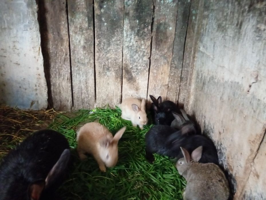Iepuri de vânzare