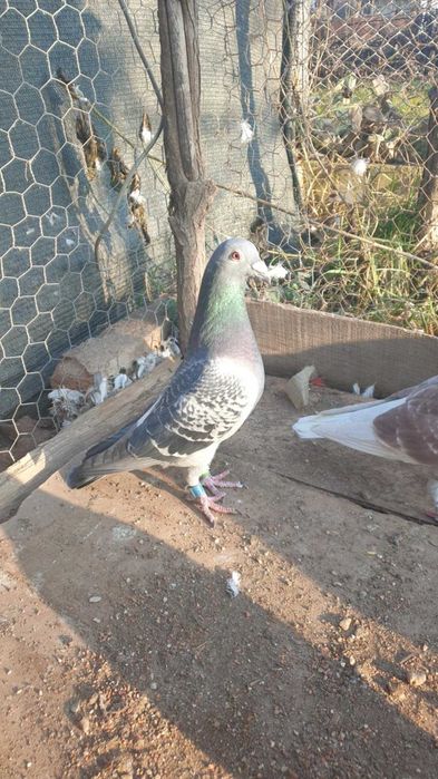 Ocazie! Vand mascul voiajor sport, an 2023, ochii albi, zburat !