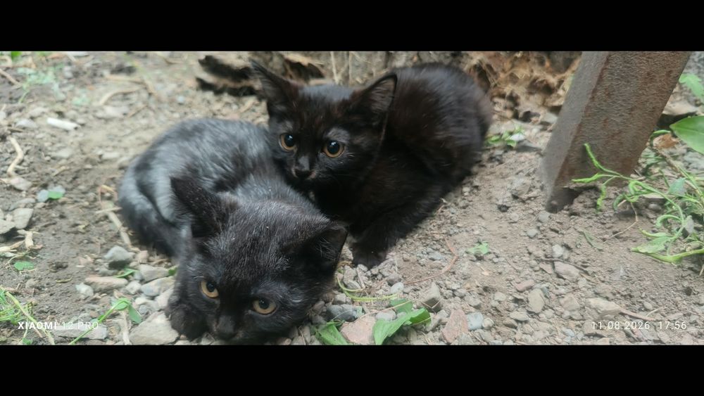Отдам котят мальчики и девочки