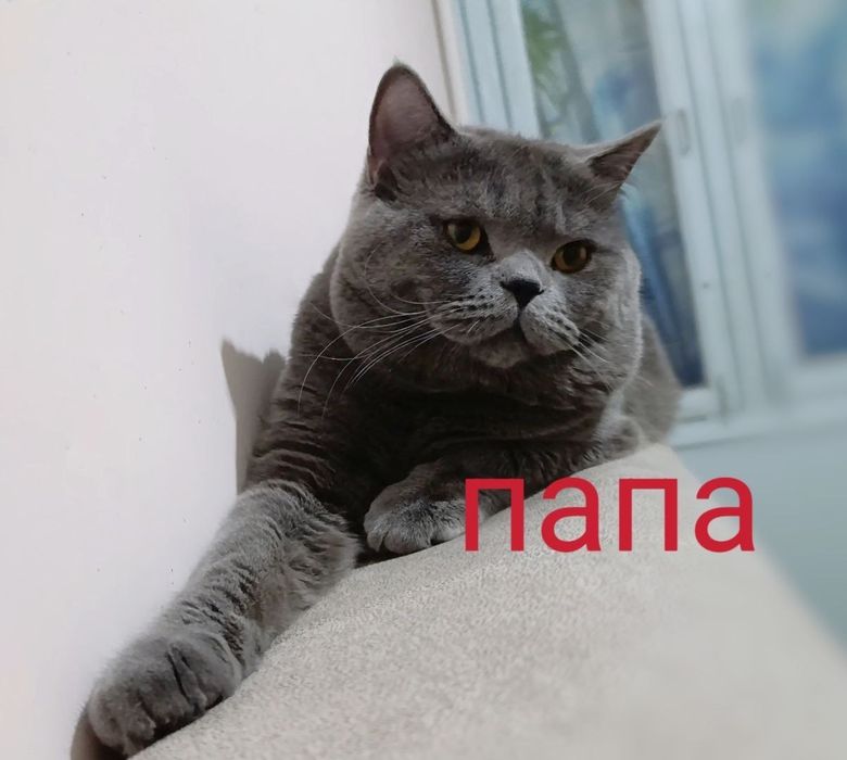 Продаются шикарные котята! Успейте к празднику купить! Девочки страйт.