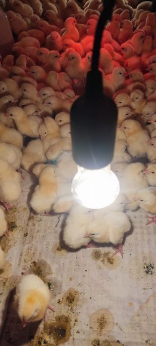Продам бройлеров цыплят привиты