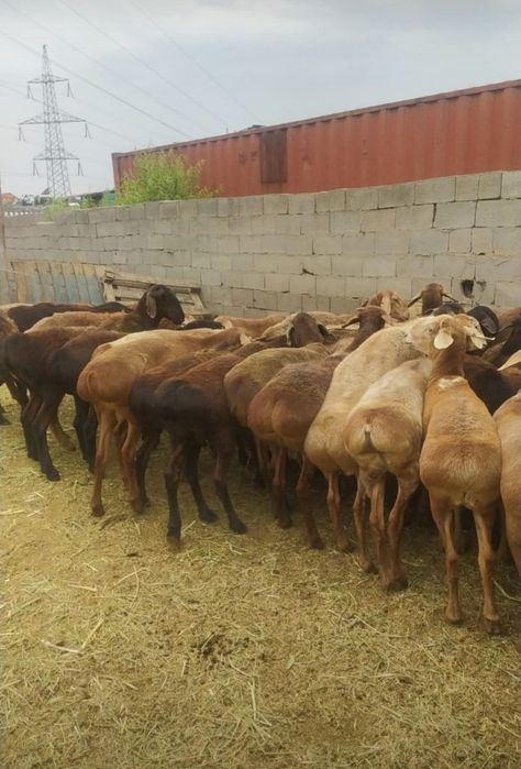 Тоқты Қой сатылады