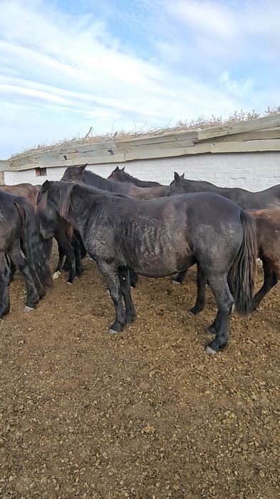 Продам кобыл, жеребят, биелер, байталдар