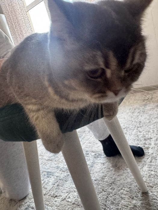 Продается котенок