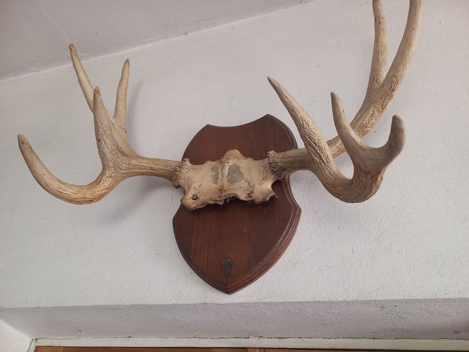 Рога горного козла.