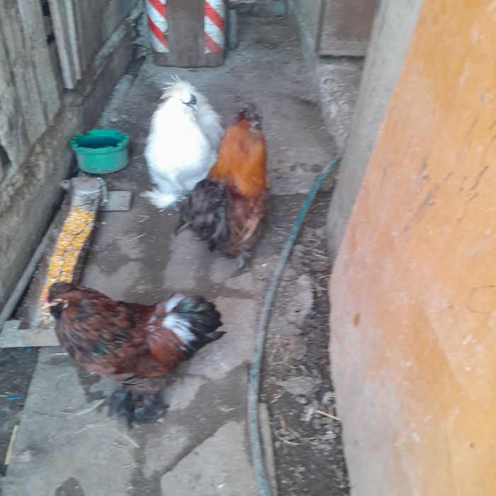 Cocosi pitici montați și încălțati