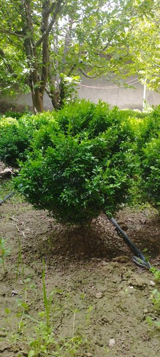 5 yillik shamshod kochatlari