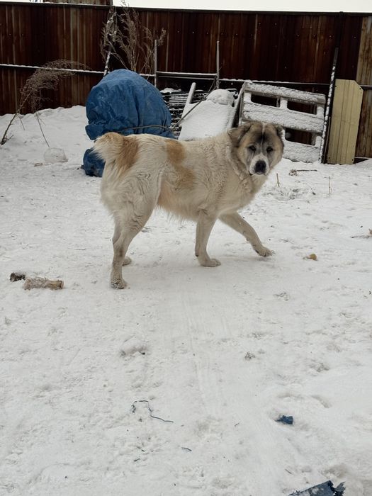 Продам чисткровного Алабая