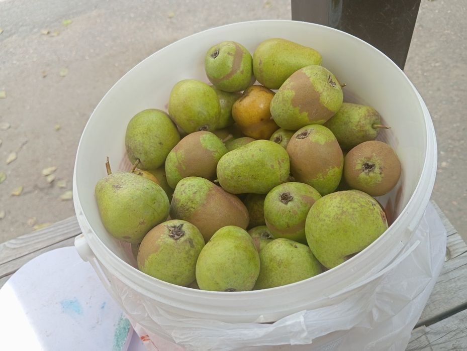 Продам груши на компот или просто покушать