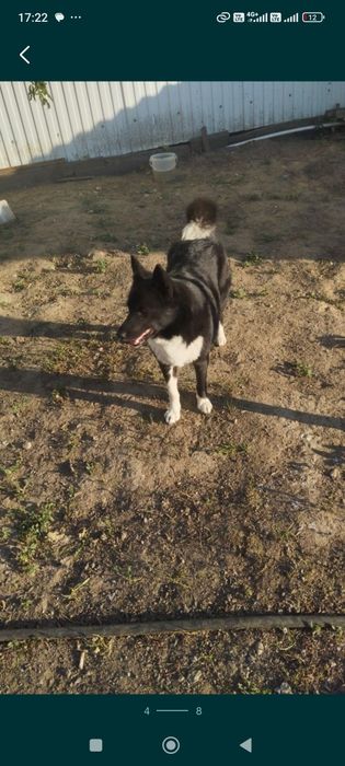 Отдам в добрые руки