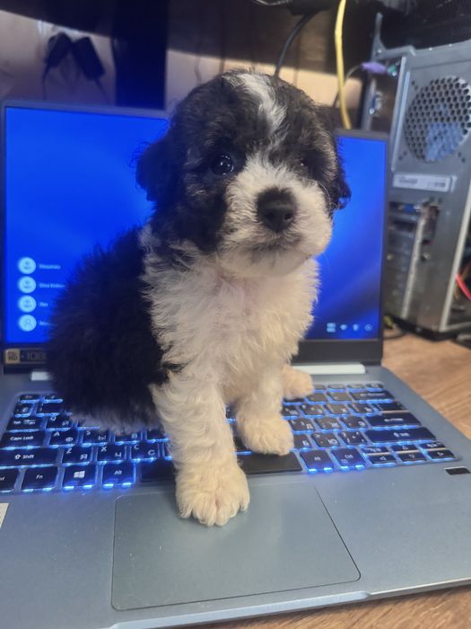 Щенки тойпуделя окрас арлекин