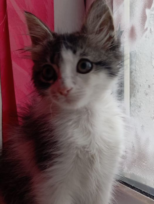 Отдам котика в добрые руки