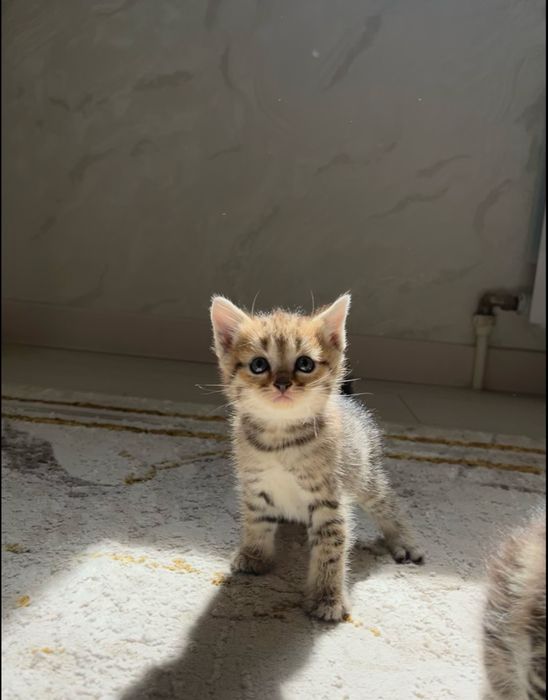 Продаются очаровательные котята Три Сестрички