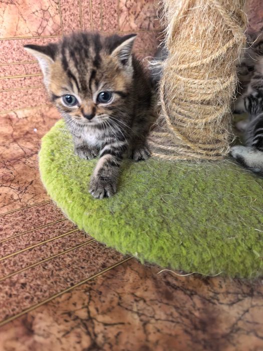 Британски котенца