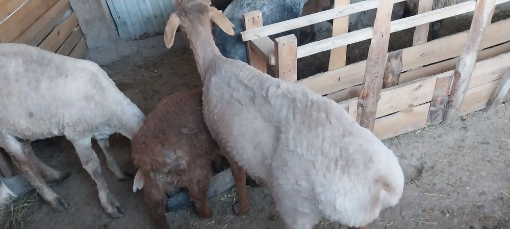 Қой сатылады семіз