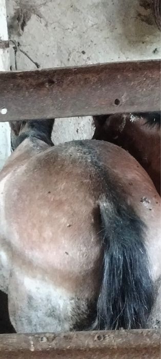 Семіз тайлар саталады откормда тұрған 3-4ай тұр