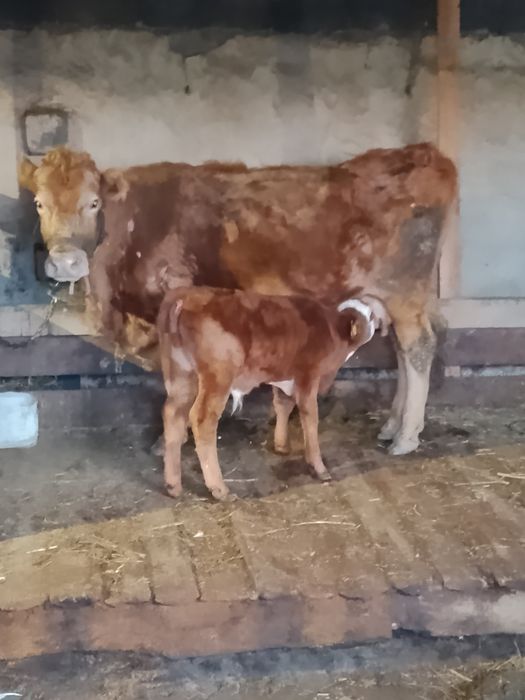 Үш бас бұзаулы сиыр сатылады.  бұзау