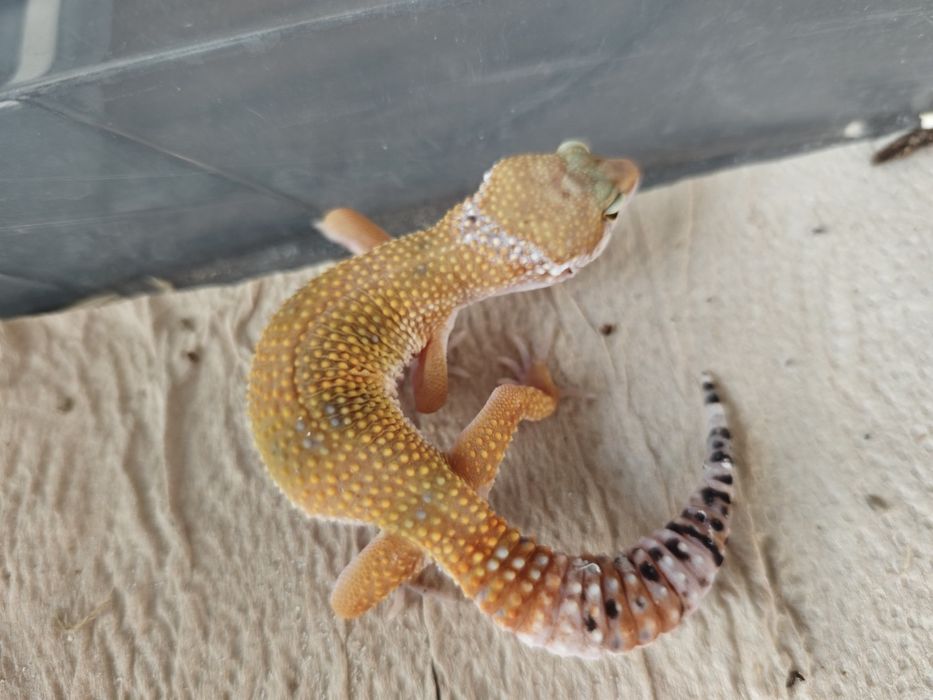 Эублефары молодь