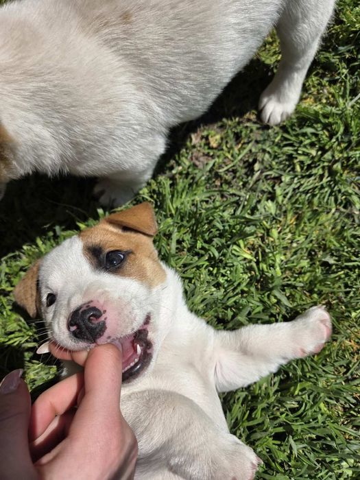 Две енергични мъжки Джак Ръселчета!