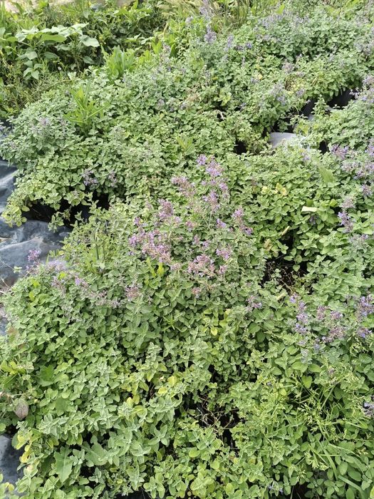 Продаю кустарник котовник