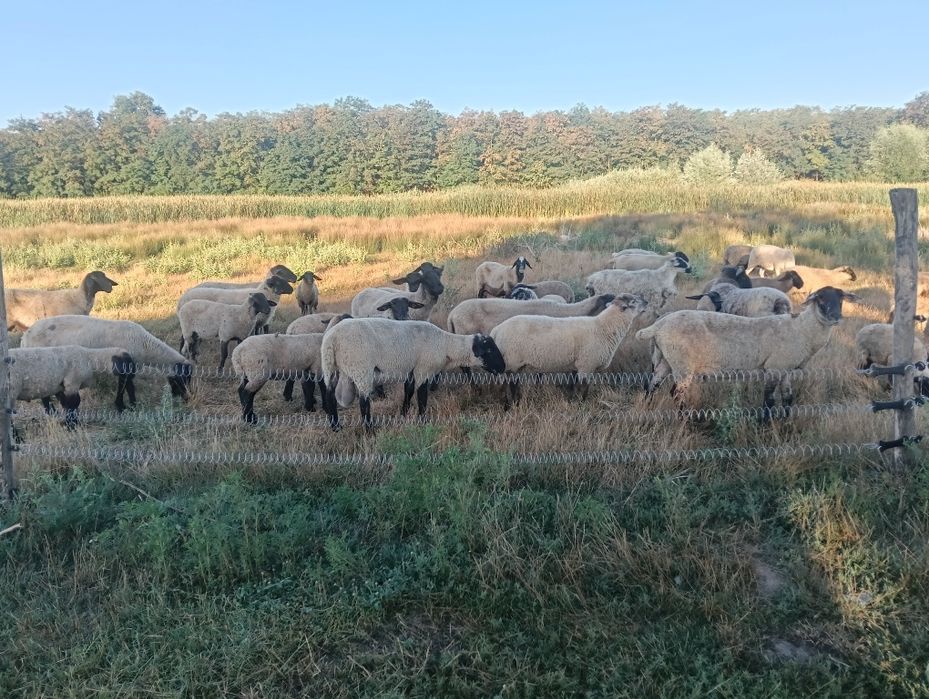 Vand oi rasa carne si metis Suffolk si Texel