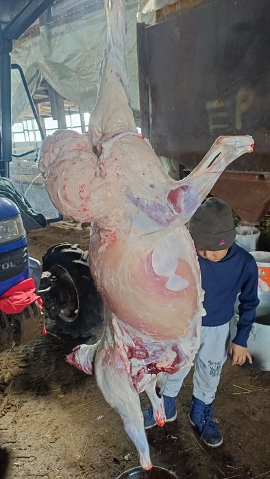 Семіз қойлар сатылады