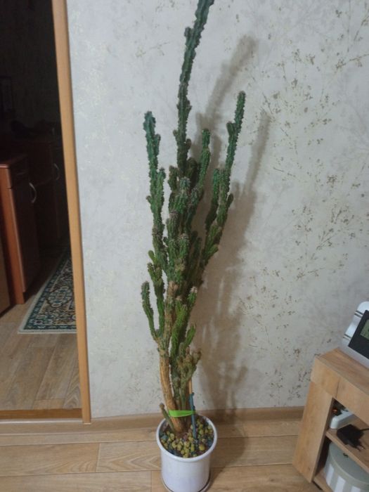 Продам комнатный цветок