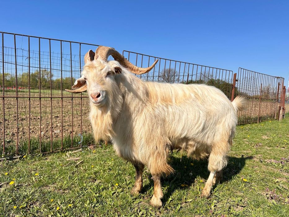 Vând țap Saen 3ani sau 1 an