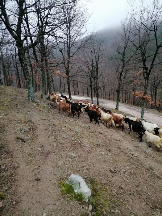 Кози, ярета и овце
