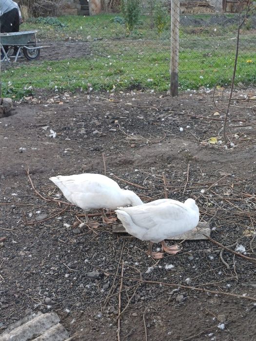 Продам гуси молодые