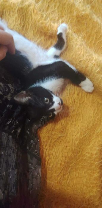 Котенца си търсят дом