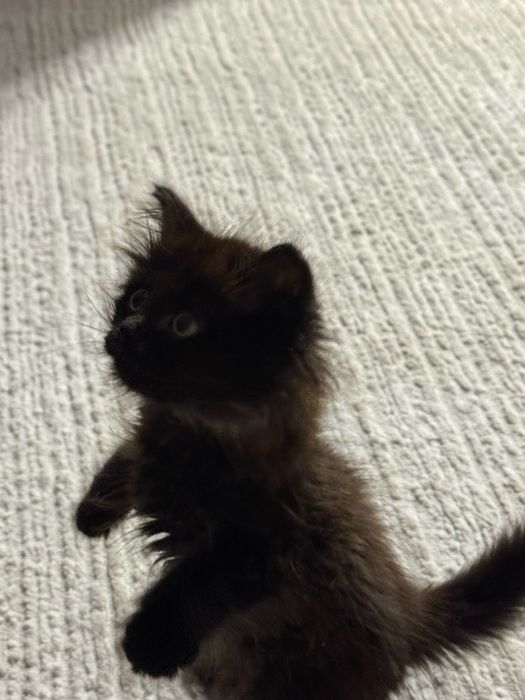 Отдам кошечку в добрые руки!