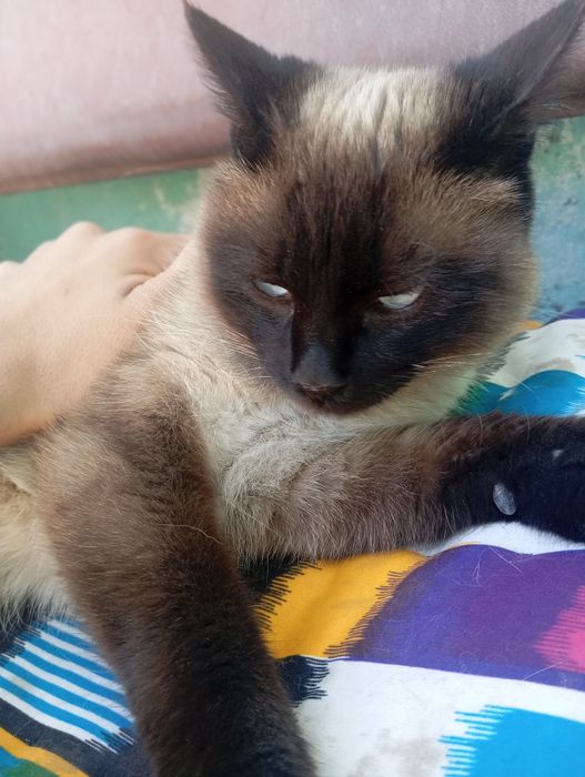 Mushuk sotiladi zotdor