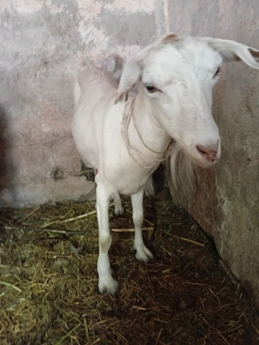 Продам 2х молочных коз