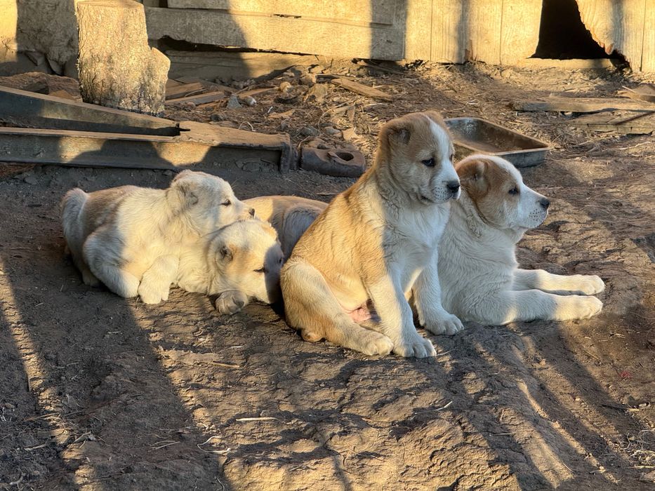 Алабай (Средно Азиатска овчарка)