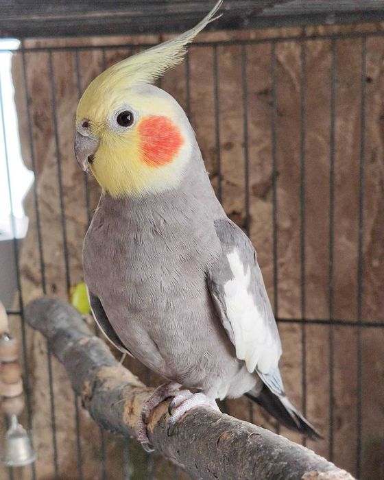 Кареллы попугай от заводчика