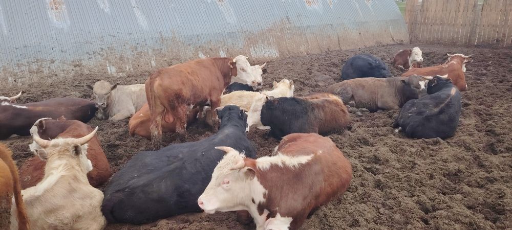 Продажа бычков 44 гол