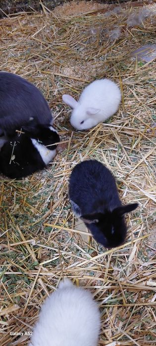 Продаются декоративные,карликовые кролики