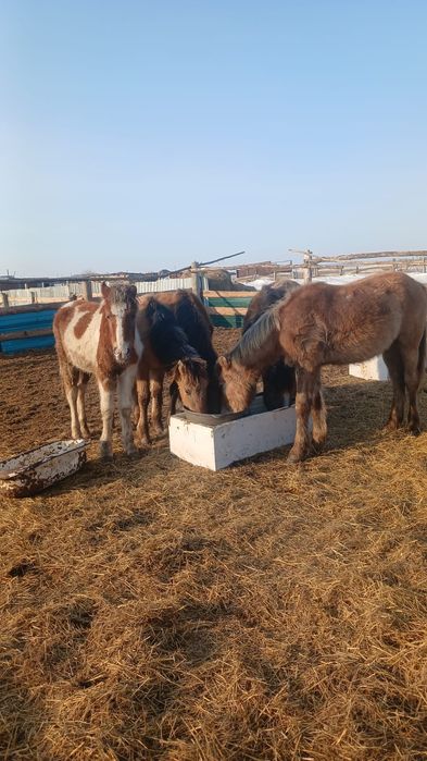 Продам тай 4 головы