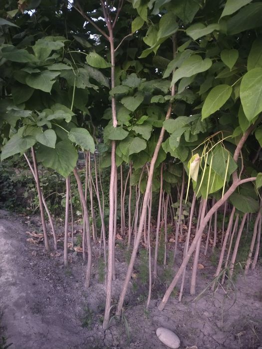 Арча сенса ва кочатлари бор